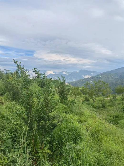 全理有机软籽石榴 商品图2