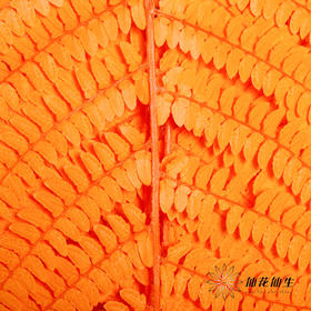 永生花材 | 大厥叶橙