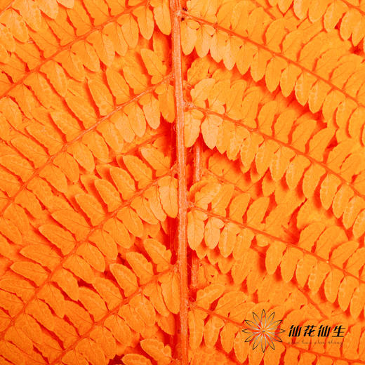 永生花材 | 大厥叶橙 商品图0