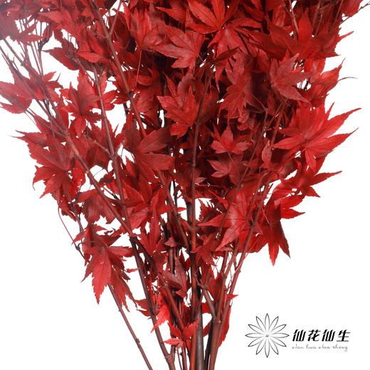 永生花 | 枫叶红 商品图4