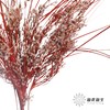 永生花 | 山茅草红色 商品缩略图3