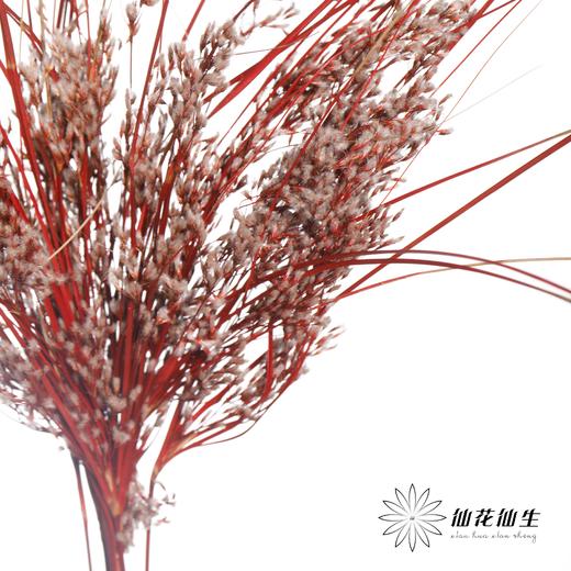 永生花 | 山茅草红色 商品图3