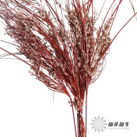 永生花 | 山茅草红色