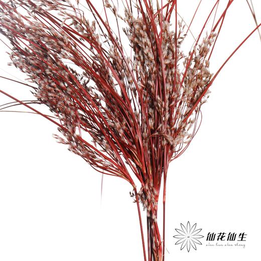永生花 | 山茅草红色 商品图0