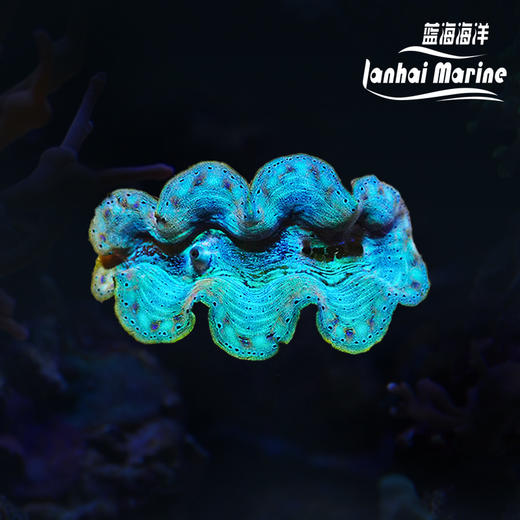 人工长砗磲 S（滤水） 商品图0