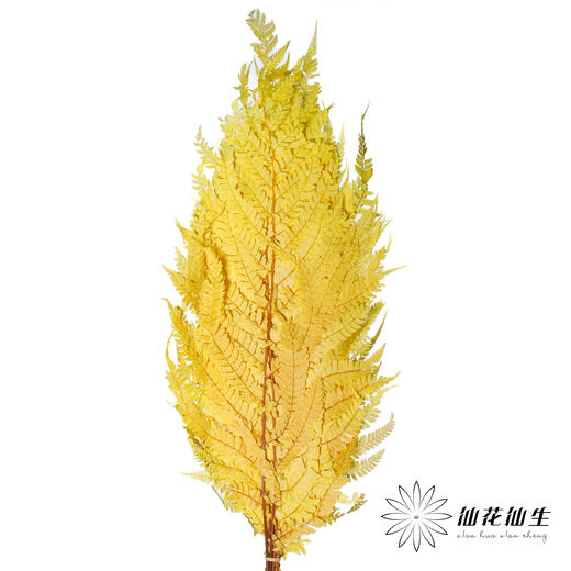 永生花材 | 大厥叶黄 商品图1