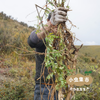 高原野生黄芪 | 合作农友生产，产自四川甘孜雪山高原，生产者：李建程 &【公平贸易农人定价】 商品缩略图6