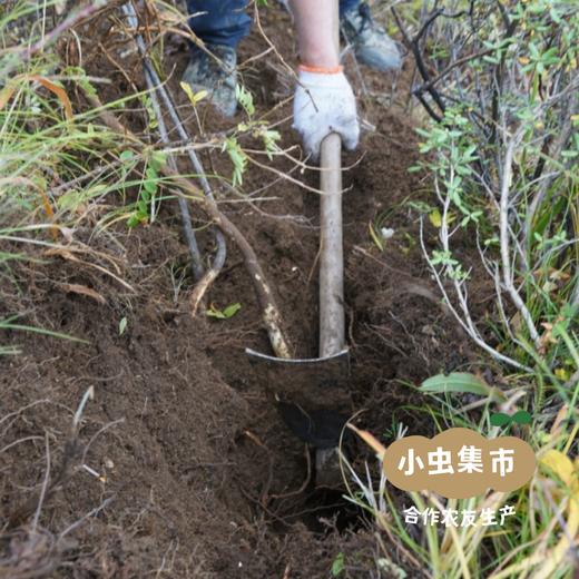 高原野生黄芪 | 合作农友生产，产自四川甘孜雪山高原，生产者：李建程 &【公平贸易农人定价】 商品图4