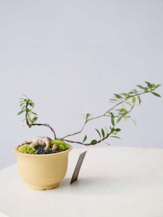 舍利杜鹃 商品图0