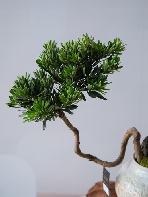 菊芯罗汉松 商品图1