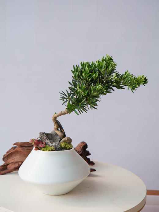 菊芯罗汉松 商品图0