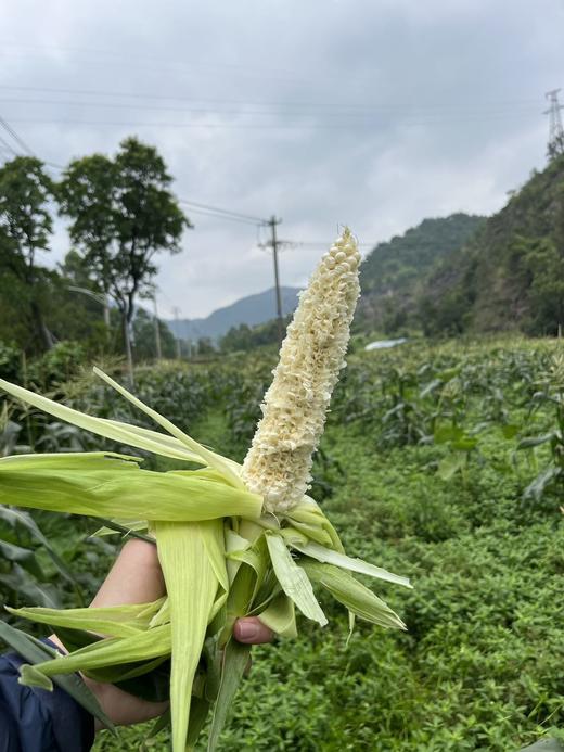 【牛奶玉米】现摘现发，一口爆汁，饱满而多汁，甜如蜂蜜，甜度极高，口感细腻~快递：韵达中通快递 商品图4