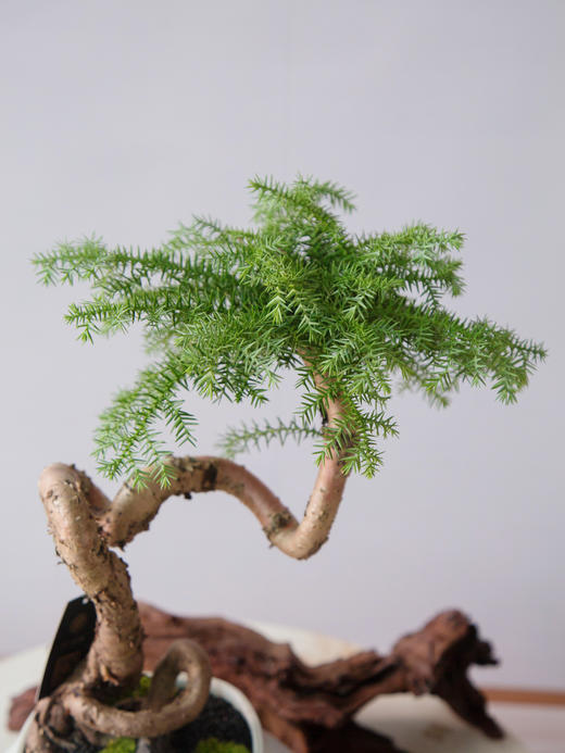 澳洲松 商品图2