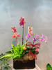 节日好礼丨蝴蝶兰盆景多款入（务必提前预定哦~） 商品缩略图3