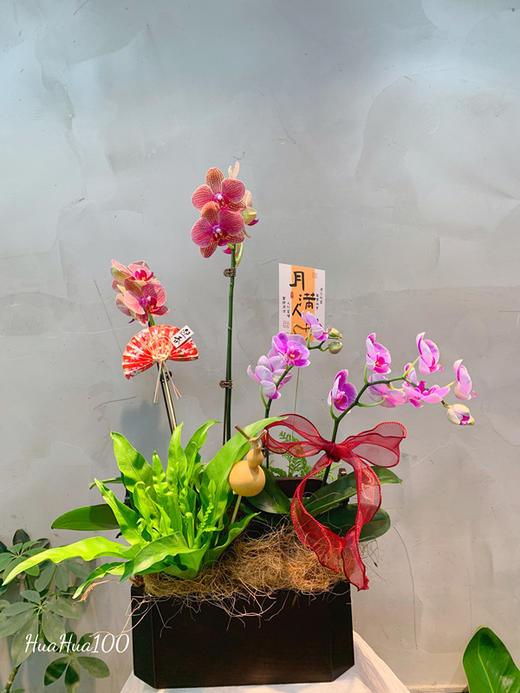 节日好礼丨蝴蝶兰盆景多款入（务必提前预定哦~） 商品图3