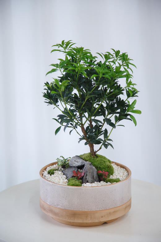 马醉木盆栽 商品图0