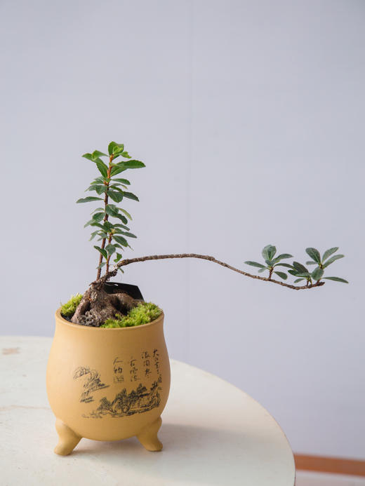 舍利杜鹃 商品图0