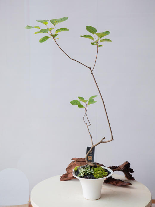 造型黄栌 商品图0