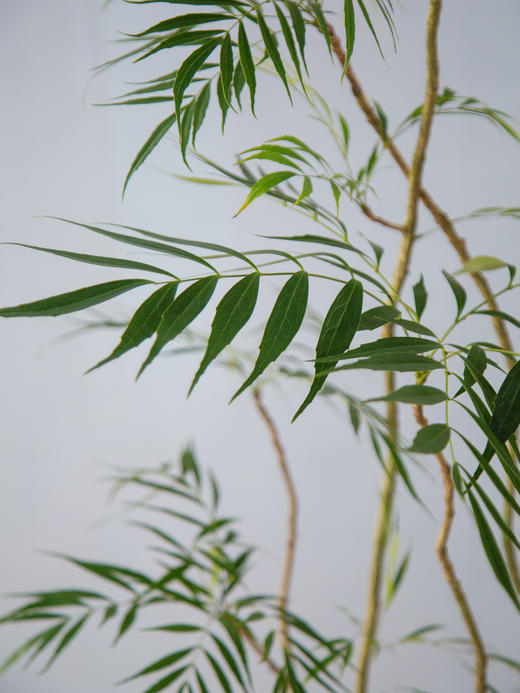 十大功劳 商品图2