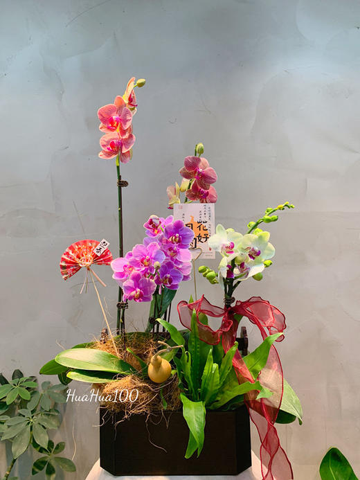 节日好礼丨蝴蝶兰盆景多款入（务必提前预定哦~） 商品图4