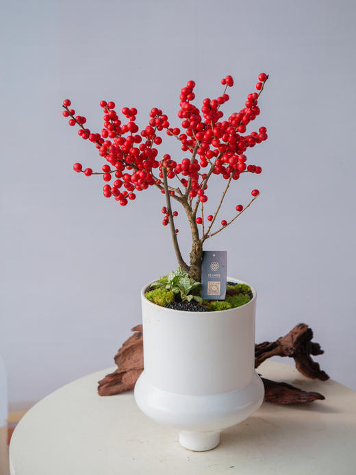 冬青-美斯特 商品图0