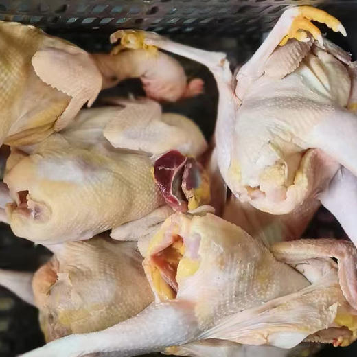 【橙象优选】黄山山林散养土麻鸡  江浙沪皖顺丰包邮 商品图0