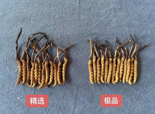 那曲野生冬虫夏草 | 干草 （海拔5000米那曲地区） 商品图1