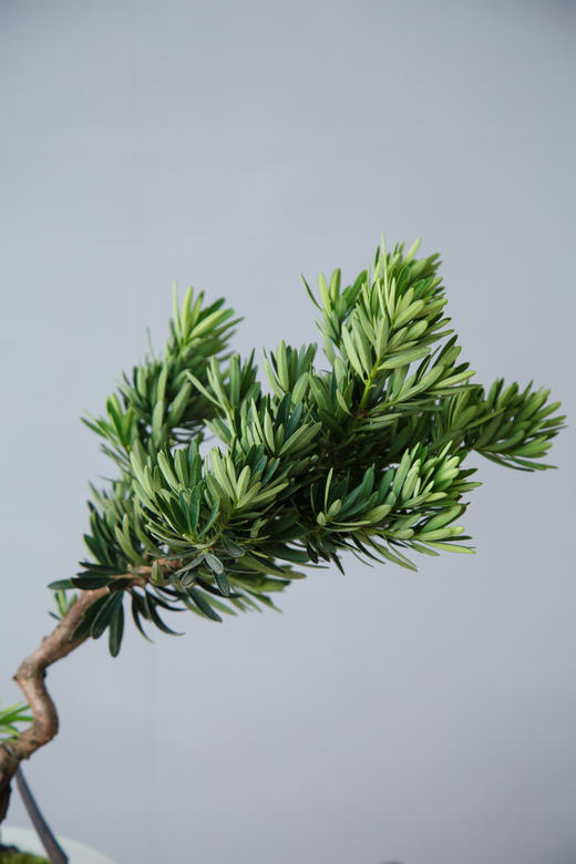 菊芯罗汉松 商品图2