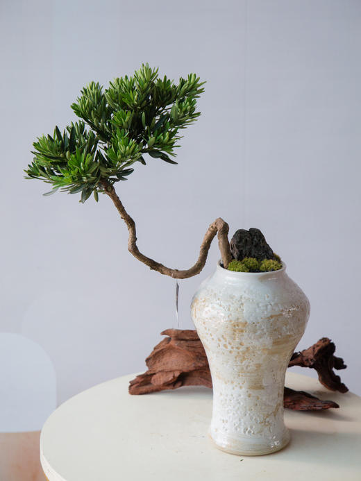 菊芯罗汉松 商品图0