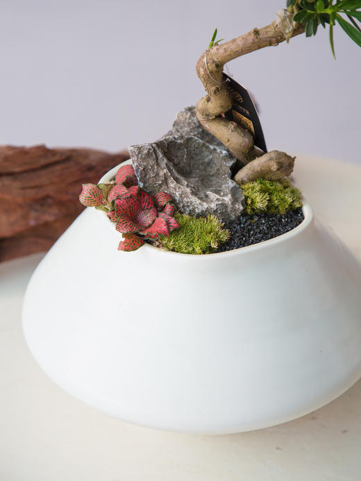 菊芯罗汉松 商品图1