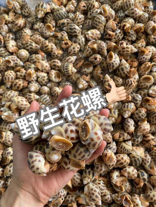 今日花螺新鲜上岸⛵💦肉质肥美弹牙，白灼，爆炒，香辣，吃的让你停不下来‼【新鲜活冻】 商品图2