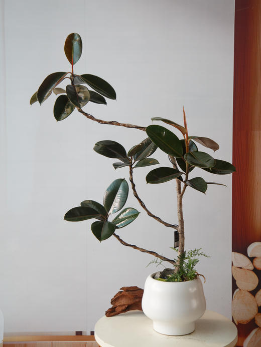 造型黑金刚 商品图3