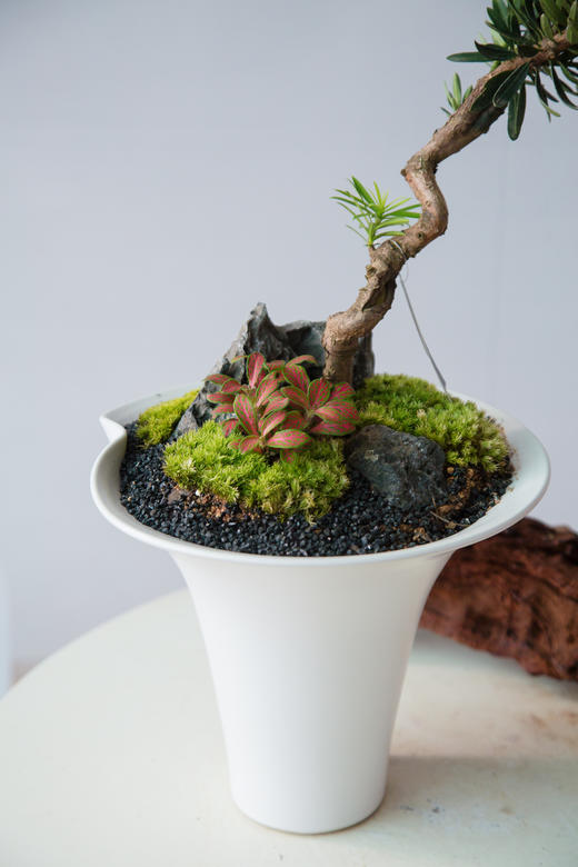 菊芯罗汉松 商品图1