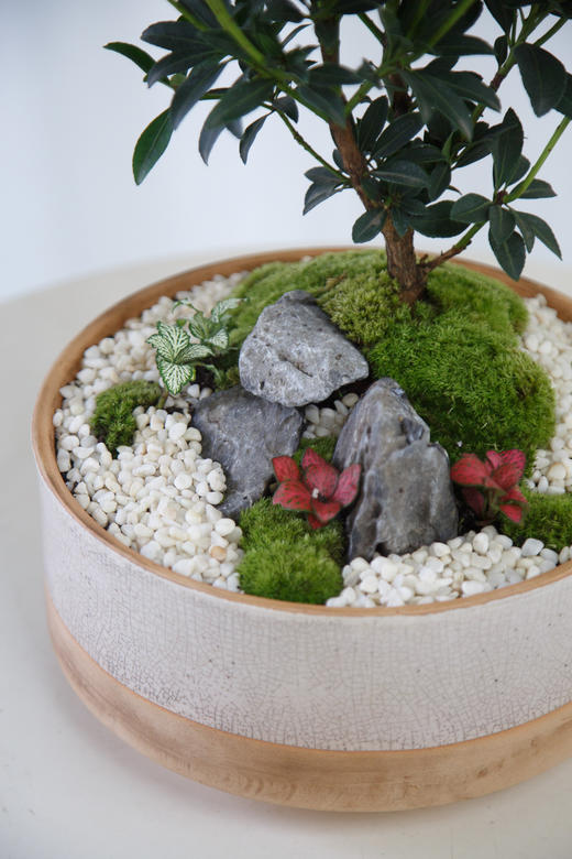 马醉木盆栽 商品图1