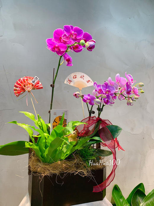 节日好礼丨蝴蝶兰盆景多款入（务必提前预定哦~） 商品图1