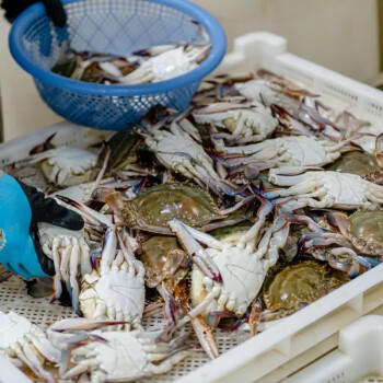 【冷冻】至鲜梭子蟹2.6斤/6-8只整只当季液氮冷冻3-5两/只吕四黄海海鲜螃蟹新鲜 商品图3