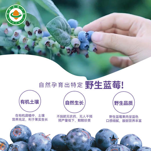 【有机】早康有机蓝莓原浆210ml（30ml*7袋） 商品图1