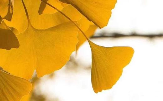 水龙吟连衣裙HJ3S63 商品图5