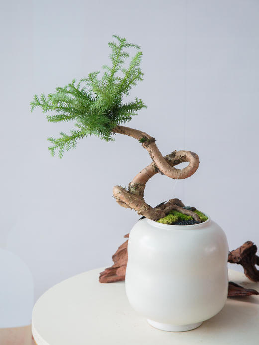 澳洲松 商品图0