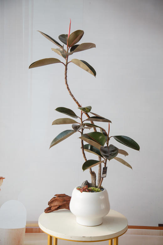 造型黑金刚 商品图0