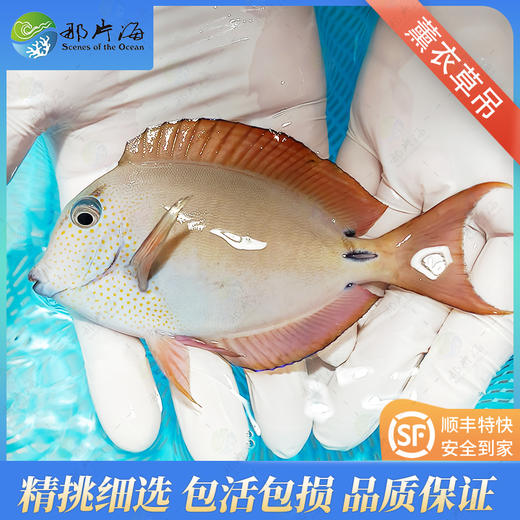 薰衣草吊 商品图1