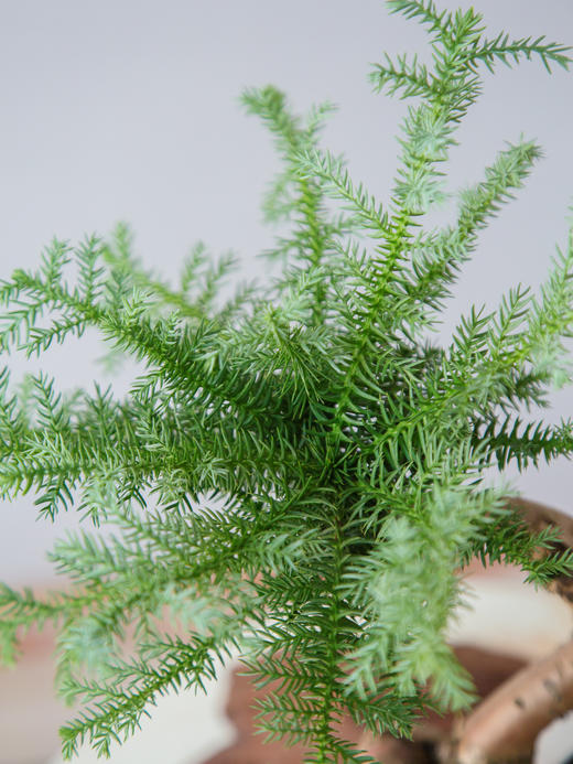 澳洲松 商品图1