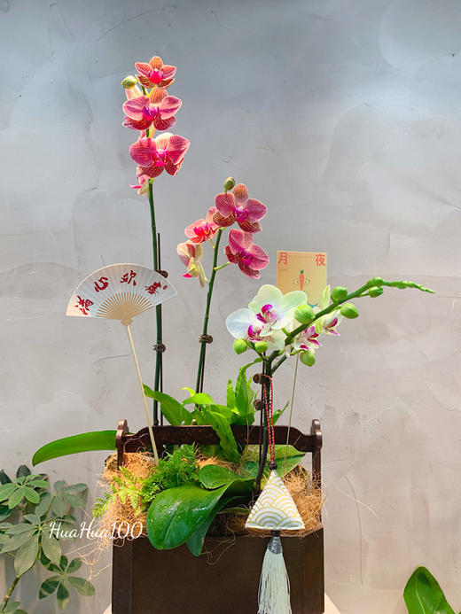 节日好礼丨蝴蝶兰盆景多款入（务必提前预定哦~） 商品图2
