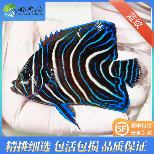蓝纹Pomacanthus semicirculatus 商品图0