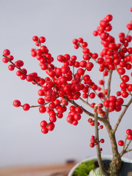 冬青-美斯特 商品图1