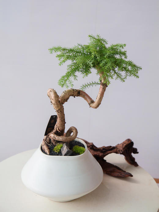 澳洲松 商品图0