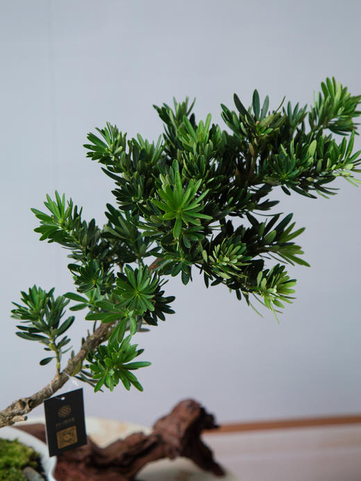 菊芯罗汉松 商品图2