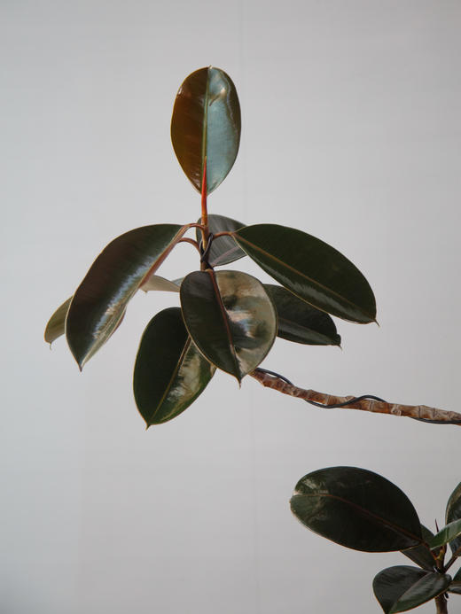 造型黑金刚 商品图5