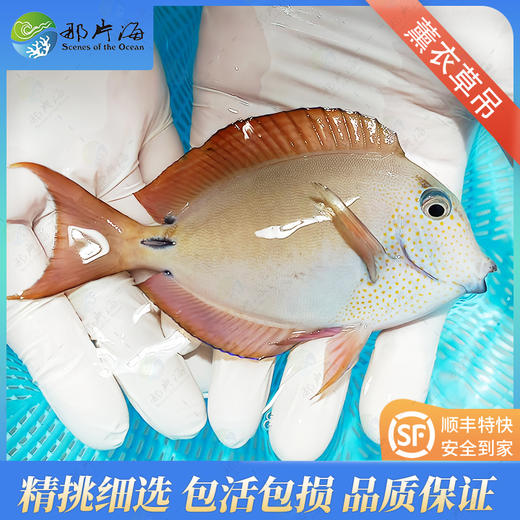 薰衣草吊 商品图0