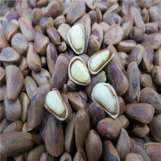 【分销】【大规格更划算】大自然的馈赠，东北松子  甄选当季新采摘松子，辽宁清源核心产区 、原产地直邮，确保新鲜无陈籽 商品图1